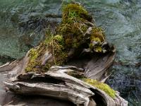 Verdrehtes Totholz im Bach